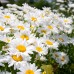 Маргаритка Многогодишна Гигант Bellis Perennis – Саксийни и градински цветя