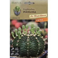 Еуфорбия (Euphorbia polygona)