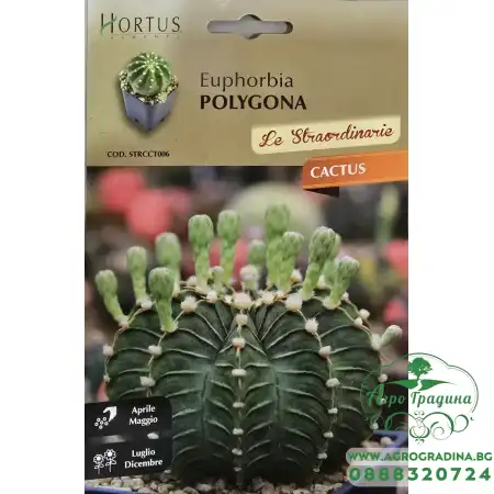 Еуфорбия (Euphorbia polygona)