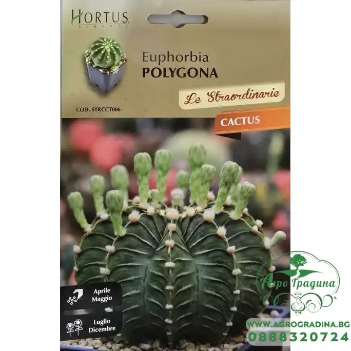 Еуфорбия (Euphorbia polygona)