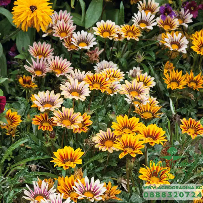 Газания Микс Gazania splendens