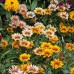 Газания Микс Gazania splendens – Саксийни и градински цветя