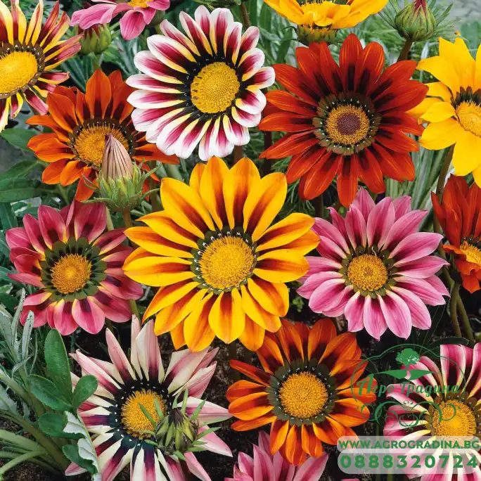 Газания Микс Gazania splendens
