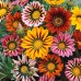 Газания Микс Gazania splendens – Саксийни и градински цветя