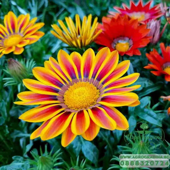Газания Микс Gazania splendens