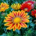 Газания Микс Gazania splendens – Саксийни и градински цветя
