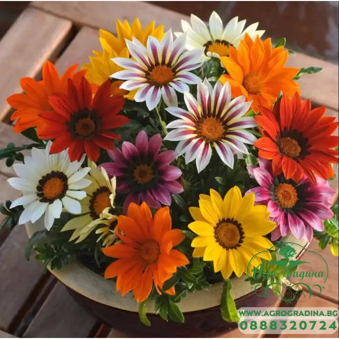 Газания Микс Gazania splendens