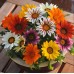 Газания Микс Gazania splendens – Саксийни и градински цветя