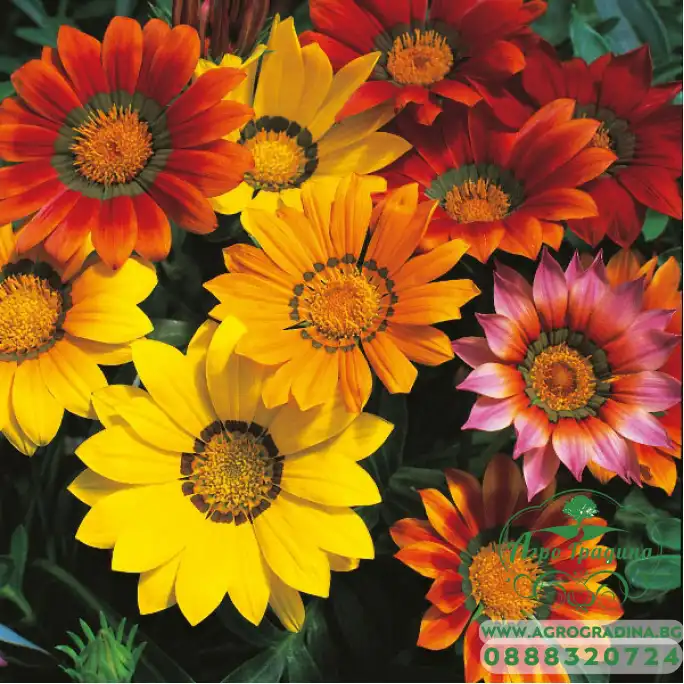 Газания Микс Gazania splendens