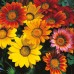 Газания Микс Gazania splendens – Саксийни и градински цветя