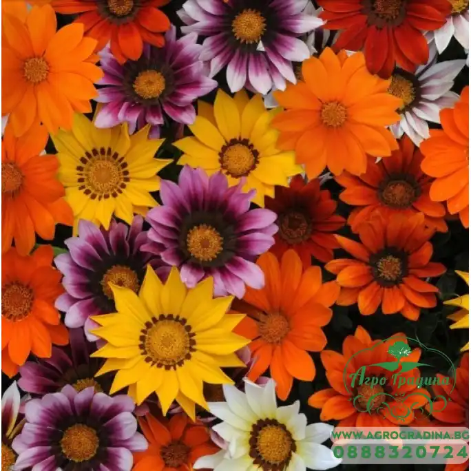 Газания Микс Gazania splendens