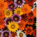 Газания Микс Gazania splendens – Саксийни и градински цветя