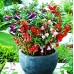 Импатиенс двоен Микс Impatiens balsamina – Саксийни и градински цветя