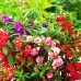 Импатиенс двоен Микс Impatiens balsamina – Саксийни и градински цветя