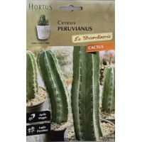 Кактус Цереус (Cereus peruvianus) - Перуански Кактус