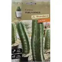 Кактус Цереус (Cereus peruvianus) - Перуански Кактус