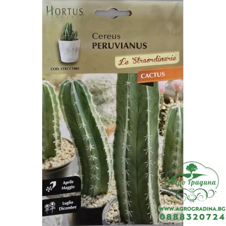 Кактус Цереус (Cereus peruvianus) - Перуански Кактус