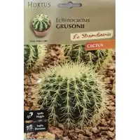 Кактус Ехинокактус (Echinocactus grusonii)