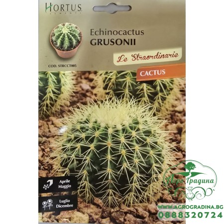 Кактус Ехинокактус (Echinocactus grusonii)