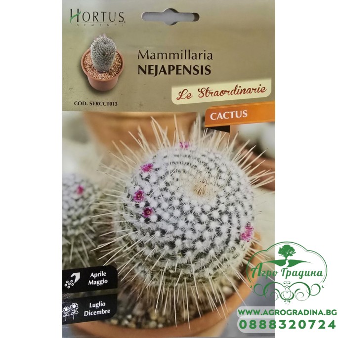 Кактус Мамилария (Mammillaria nejapensis) Кактус Мамилария (Mammillaria nejapensis)