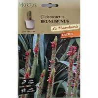 Кактус тип Лисича опашка (Cleistocactus bruneispinus)