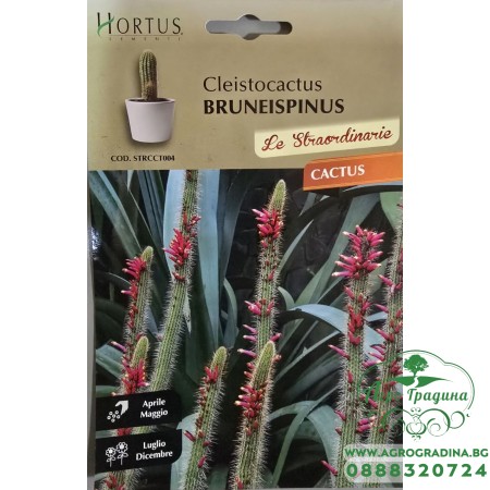 Кактус тип Лисича опашка (Cleistocactus bruneispinus)