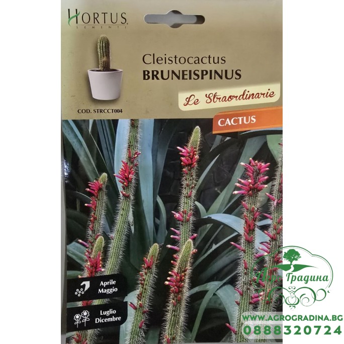 Кактус тип Лисича опашка (Cleistocactus bruneispinus) Кактус тип Лисича опашка (Cleistocactus bruneispinus)