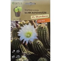 Кактус Трихоцереус (Trichocereus schickendantzii)