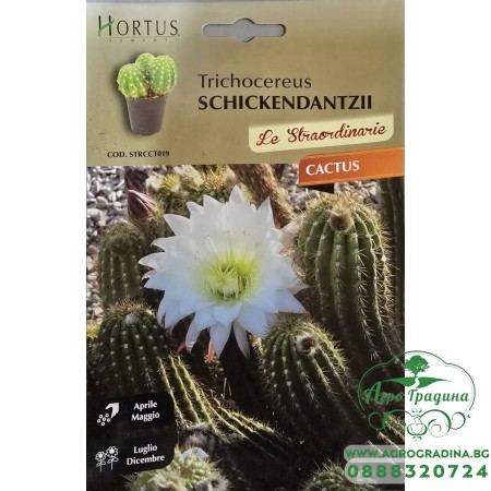 Кактус Трихоцереус (Trichocereus schickendantzii)