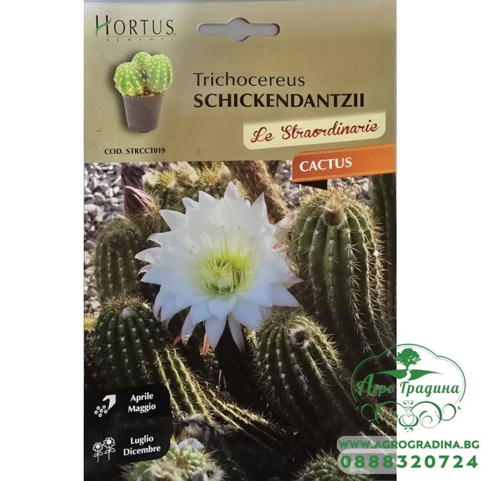 Кактус Трихоцереус (Trichocereus schickendantzii) Кактус Трихоцереус (Trichocereus schickendantzii)