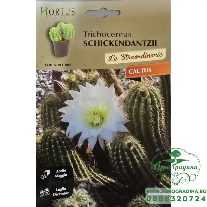 Кактус Трихоцереус (Trichocereus schickendantzii)