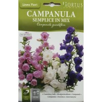 Кампанула Микс / Campanula grandiflora