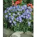 Кампанула Синя  Campanula Carpatica