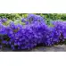 Кампанула Синя  Campanula Carpatica