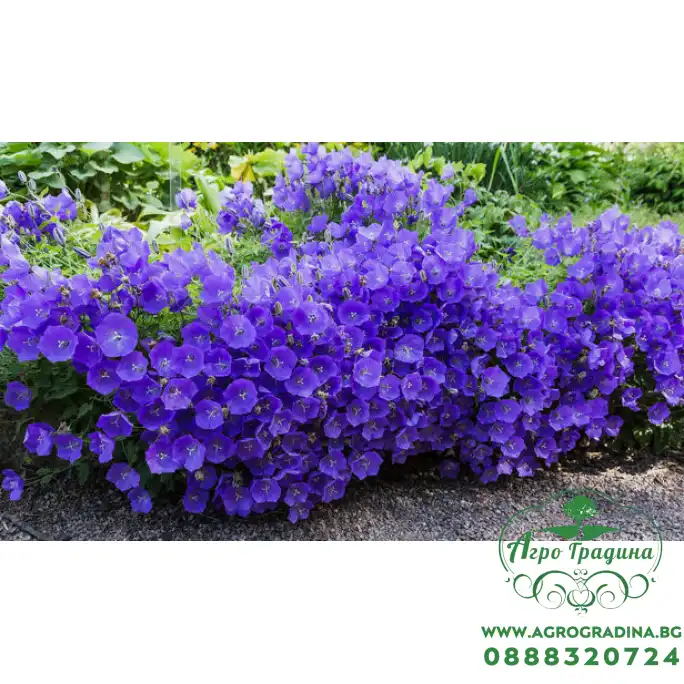 Кампанула Синя  Campanula Carpatica