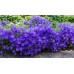 Кампанула Синя  Campanula Carpatica – Саксийни и градински цветя