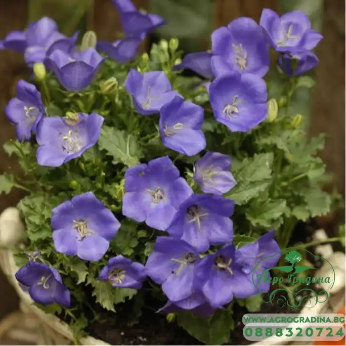 Кампанула Синя  Campanula Carpatica