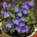 Кампанула Синя  Campanula Carpatica – Саксийни и градински цветя