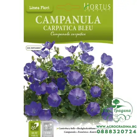 Кампанула Синя  Campanula Carpatica