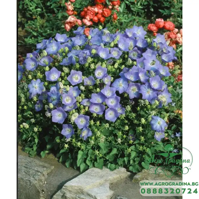 Кампанула Синя  Campanula Carpatica