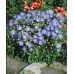 Кампанула Синя  Campanula Carpatica – Саксийни и градински цветя