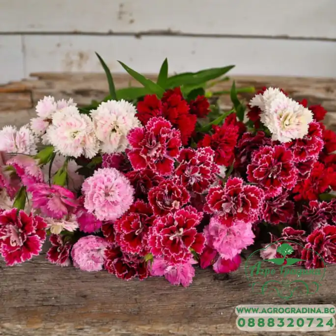 Карамфил Китайски Двоен Микс Dianthus chinensis