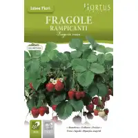 Каскадни Ягоди Fragole Rampicanti