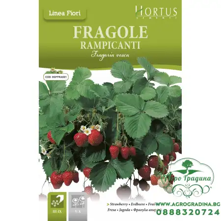 Каскадни Ягоди / Fragole Rampicanti