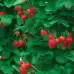 Каскадни Ягоди / Fragole Rampicanti