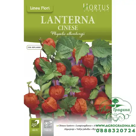 Физалис (Китайски фенер) Physalis Alkenkengii