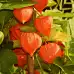 Физалис (Китайски фенер) Physalis Alkenkengii