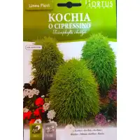 Кохия (Летен Кипарис)  Tricophylla Childjii