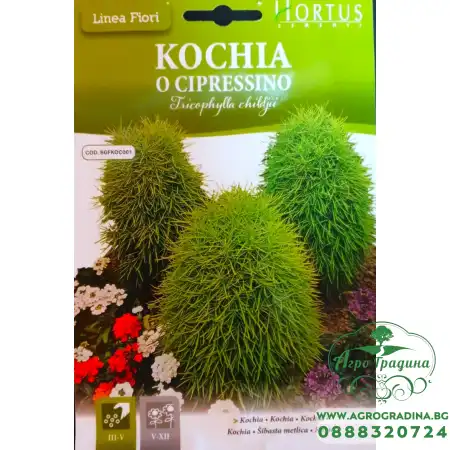 Кохия (Летен Кипарис)  Tricophylla Childjii