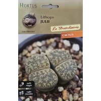 Литопс  (Lithops julii) – Живи камъни